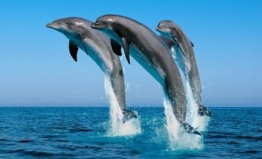 delfini