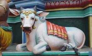 vaca indiana