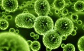 bacterii virus boala
