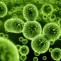 bacterii virus boala