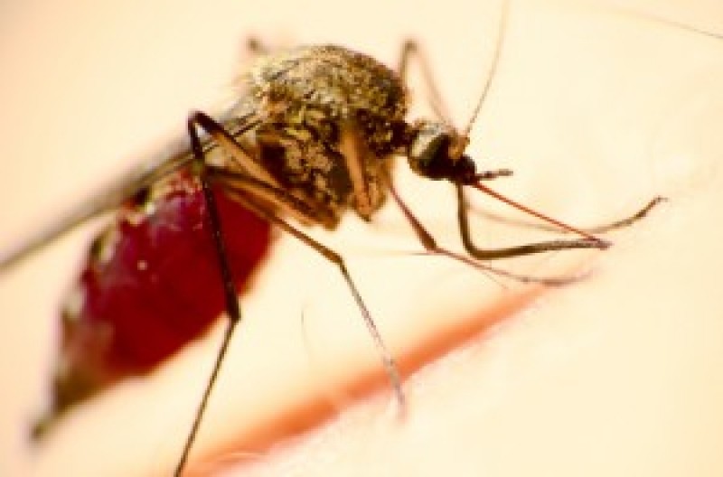 Huge news for humanity: a cure for malaria has been discovered.  400,000 people die every year – News by sources