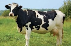 vaca bovine