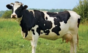 vaca bovine