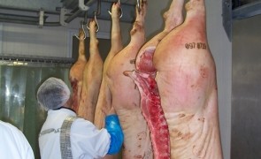 carne porc