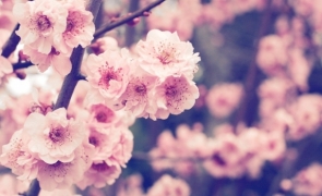 primăvara, flori, cald