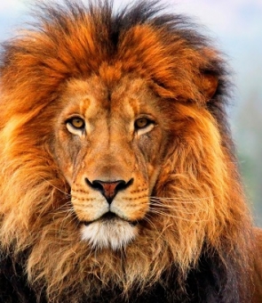 leu
