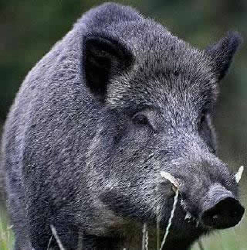 Alertă De Pestă Porcină Africană In Botoșani Ce Au Descoperit