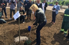 Firea Baluta plantat pom parc