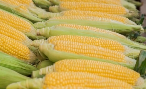 maize porumb