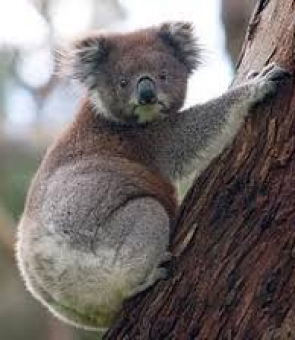 Koala