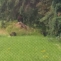 Familie ursi