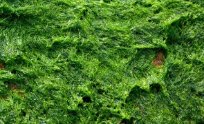 alge 