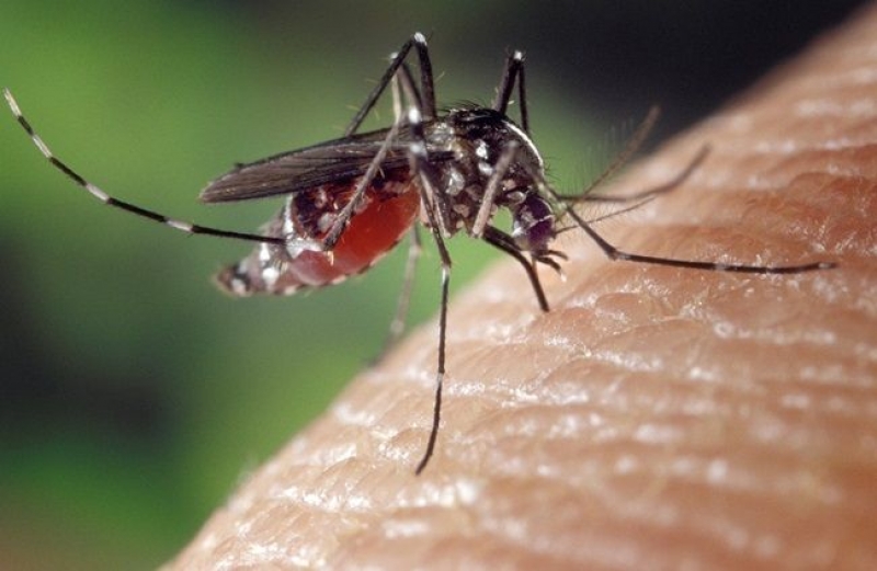 Russia warns of possible increase in West Nile virus infection – News source