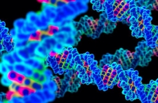 genom ADN