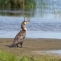 cormorani