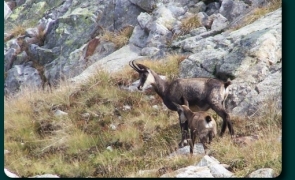 Video Imagini Rare Surprinse De Angajaţii Romsilva Sibiu O Capră