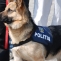 caine politie