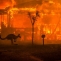 Australia incendii padure