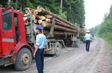 transport lemn