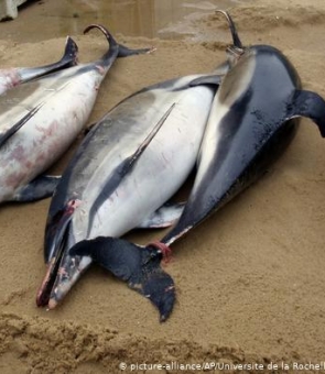 delfini morți 