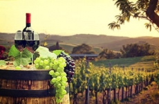 vita de vie vin