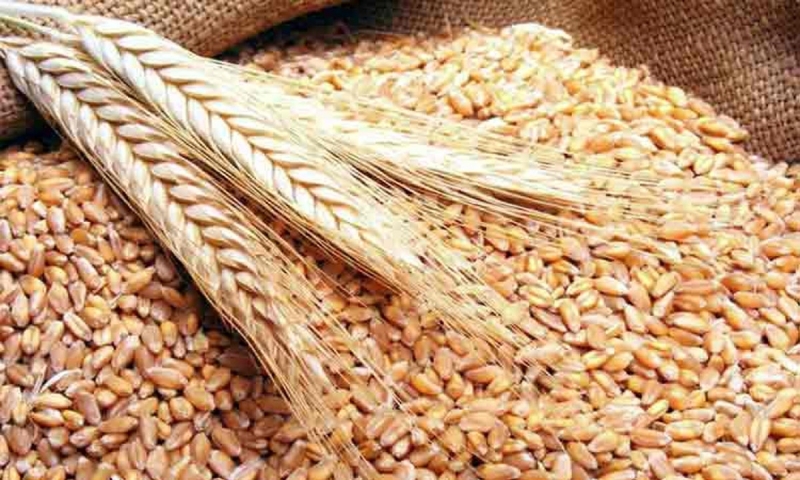 India interzice exporturile de grâu: decizia nu are nicio legătură cu războiul din Ucraina