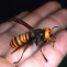 viespe ucigasa