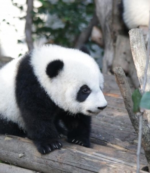 urs panda