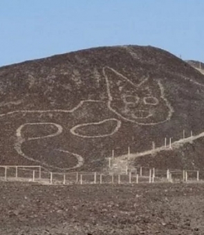 Pisica