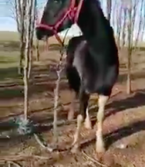 cal cai
