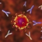 vaccin covid-19 coronavirus sars-cov-2