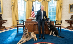 câini, Joe Biden