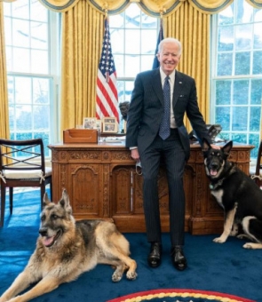 câini, Joe Biden