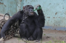 cimpanzeu drogat