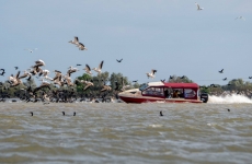 pelicani barca