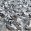orci lei de mare