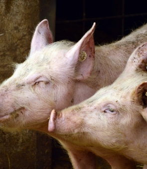 porci