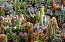 cactusi plante