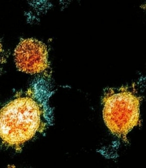 covid coronavirus