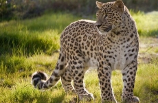leopard persan pantera persana