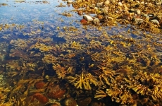 alge brune