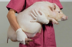 transplant de organe de la porc la om