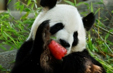 panda urias bing xing