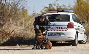 politie caine de urma Câine polițist