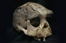 Homo erectus Java