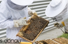 apicultura matca